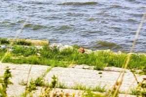 stenar sten trottoar och natur på dike vatten i Tyskland. foto