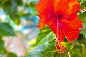 röd skön hibiskus blomma buske träd växt i Mexiko. foto