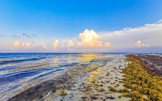 skön solnedgång kväll på strand kust med hav ogräs Mexiko. foto
