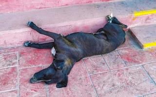 herrelös hund sover och slappnar av på de gata i Mexiko. foto