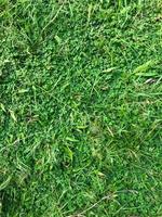 detta gräs är kallad elefant gräs, den växer i våtmarker. foto