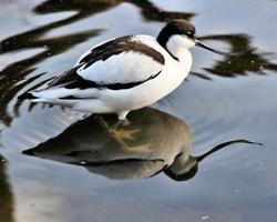 utsikt över en avocet foto