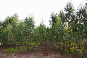 plantage av eukalyptus foto