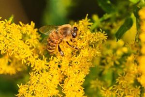 honung bi pollinerar gul gullris blommor på kväll tid foto