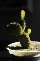 grön kaktus i vit röd svart dekor pott trendig kreativ begreppsmässigt foto