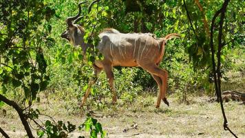 manlig kudu antilop flyr genom de tjock buske i chobe nationell parkera botswana foto