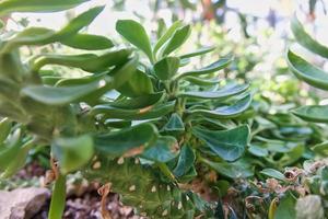 Euphorbiaceae monadenium stpelioides växt. ursprung tanzania och kenya foto