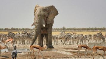 enorm manlig elefant på en vattenhål i etosha nationell parkera namibia med massor av Övrig spel foto