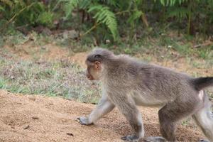 rhesus apa gående i de sand på skog foto