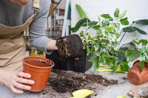 de lergods klump av en Hem inlagd växt är entwined med rötter, de växt har urvuxen de pott. de behöver för en växt återplantera. transplantation och omtänksam för en Hem växt, rhizom, rot ruttna foto