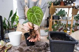 repotting en Hem växt anthurium klarinervium in i en ny pott i Hem interiör. omtänksam för en inlagd växt, händer närbild foto