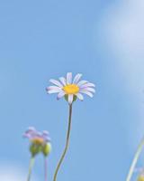 detaljerad Foto av en skön lila blomma mot en klar blå himmel