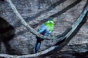 tropisk fåglar på de Zoo foto
