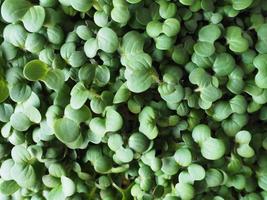 närbild av broccoli mikrogrönsaker sett från ovan foto
