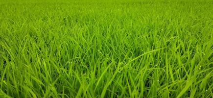 grön gräs bakgrund av ris fält foto