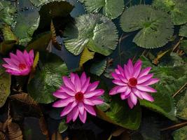 rosa vatten lilja med blad i dammar. foto