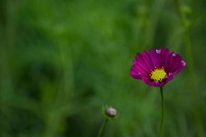 stänga upp av skön trädgård kosmos bipinnatus. rosa kosmos blommor blomma foto