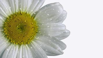 vit solros eller helianthus livränta blommig med vatten droppar stänga upp makro fotografi foto