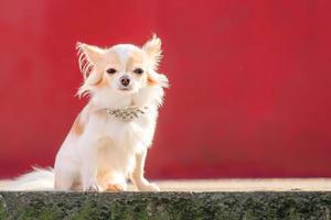 små ras hund på en röd bakgrund. de hund av de chihuahua ras är vit med en röd Färg. foto