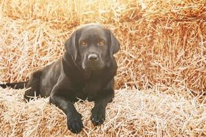 hund svart labrador retriever lögner på de hö. porträtt av en ung hund. foto