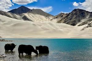 alpina yaks dricka vatten i de baisha sjö av bulunkou reservoar i sydlig xinjiang foto