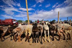 boskap väntar för handel i de nötkreatur och får basar i xinjiang foto