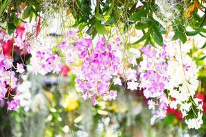tropisk växt skön orkide rosa och lila blomma i de vår sommar trädgård natur fläck blommig bakgrund foto