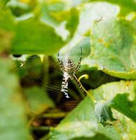 en geting Spindel i en stor webb på en bakgrund av grön gräs på en solig dag. Argiope bruennichi. foto