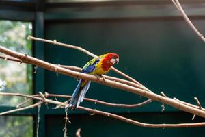 papegojor papegojor Sammanträde på en närbild gren foto
