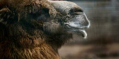 porträtt av ett vuxen brun kamel på en vår dag foto