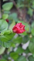 röd hibiskus blomma blomning i de trädgård med grön löv bakgrund foto