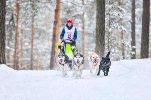 husky slädhundkapplöpning foto