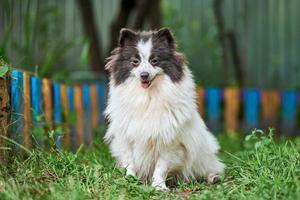 pomeranian spitz hund i trädgården foto