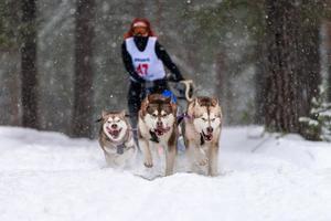 slädhundkapplöpning. husky slädhundar team drar en släde med hundförare. vintertävling. foto