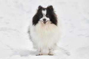 pomeranian spets hund på vinter- utomhus- gående full storlek porträtt, söt vit svart spets valp foto