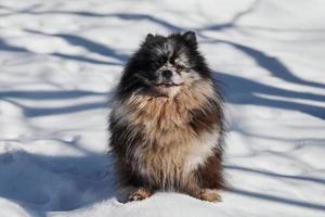 pomeranian spets hund full storlek porträtt, söt svart marmor med solbränna spets valp Sammanträde på snö foto