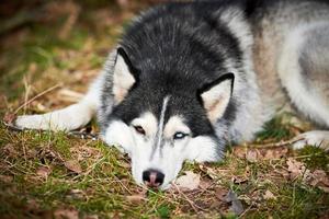 sibirisk hes hund med blå brun ögon och svart vit täcka Färg liggande på jord och väntar ägare foto