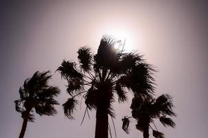 tropiska palmer foto