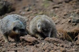 meerkat på de Zoo foto