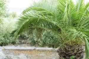 liten palm i trädgården vid havet foto