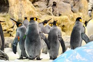 pingviner på de Zoo foto