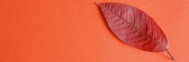 rött fallet höstkörsbärsblad på en röd pappersbakgrund