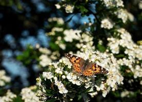 fjäril på vita blommor foto