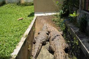 två krokodil på de avlopp bur i de mini Zoo, de ta Sol bad. de Foto är lämplig till använda sig av för natur djur- bakgrund, Zoo affisch och reklam.