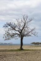 enda träd på de strand med en molnig himmel i de bakgrund, sardinien. en ensam träd på de strand med en molnig himmel i de bakgrund foto