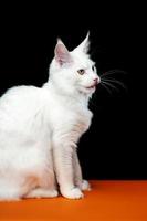 ljuv långt hår katt ras maine shag katt. sida se porträtt på svart och orange bakgrund foto