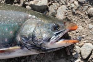 vild laxfisk fisk salvelinus ofta kallad charr eller röding med rosa fläckar över mörkare kropp foto