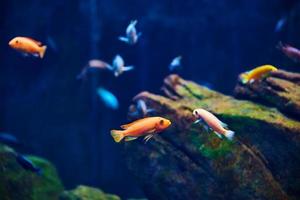 hav fiskar i de djup akvarium, hav liv foto
