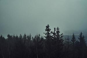 tall träd skog silhuett med dimma foto