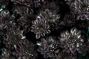 blommig årgång bakgrund. mörk krysantemum. mystisk blommor. foto